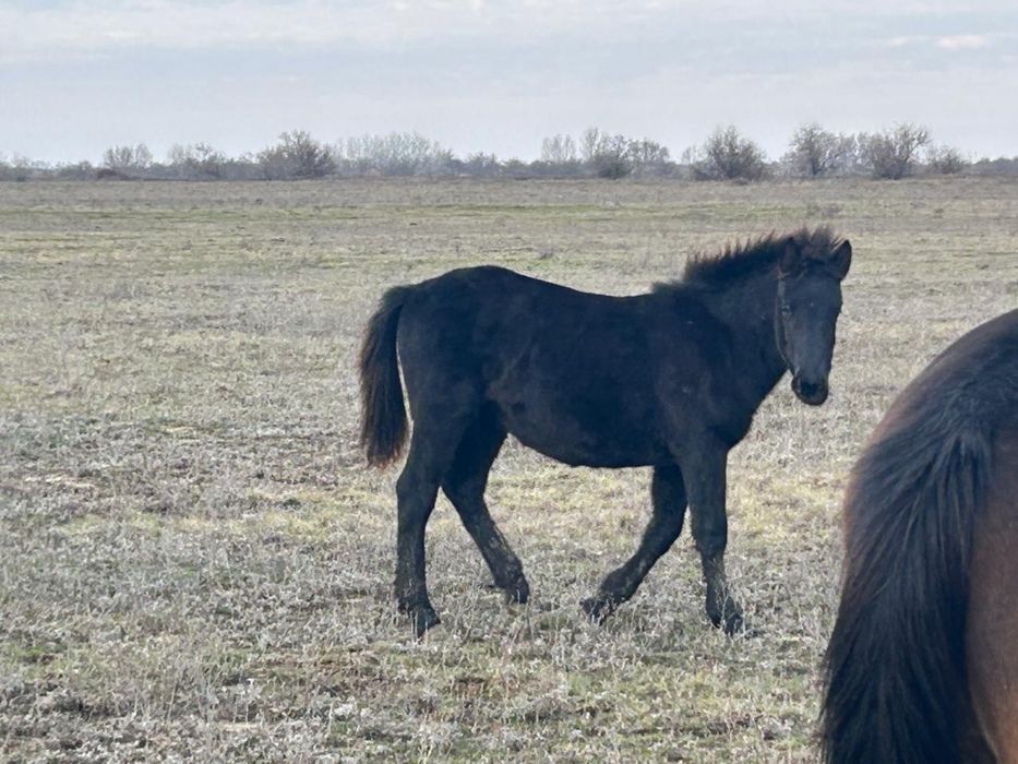 2 ургашы тай байтал сатылады