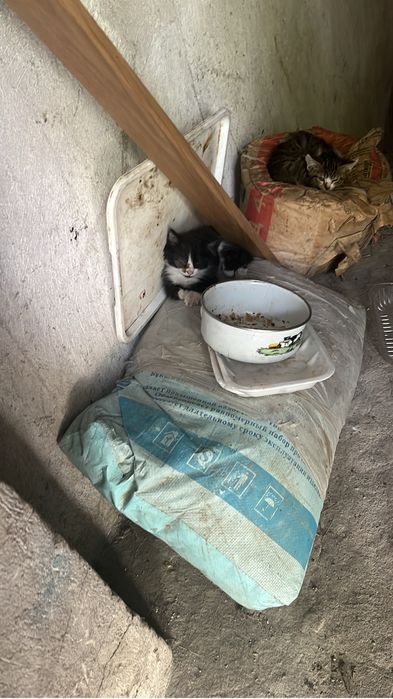Продам котят срочно