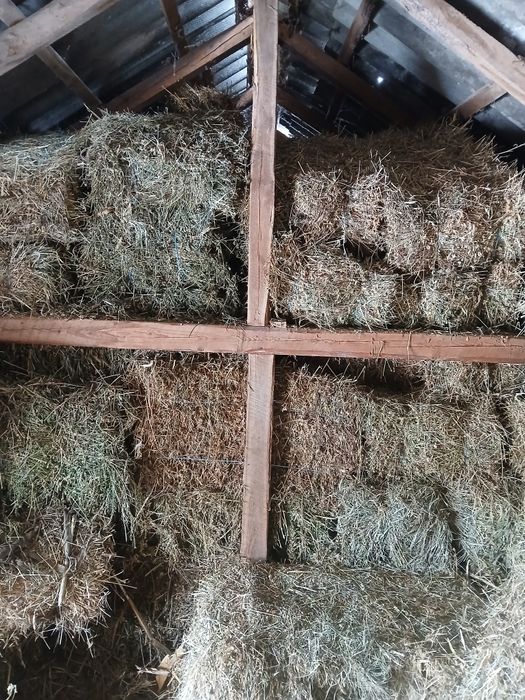 Vand baloti dreptunghiulari lucerna