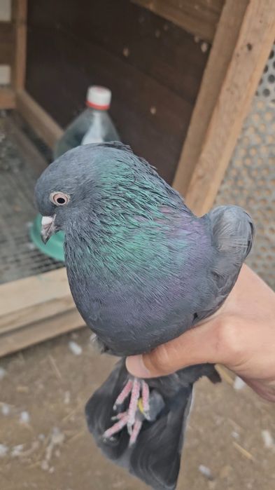 Голуби такла арап