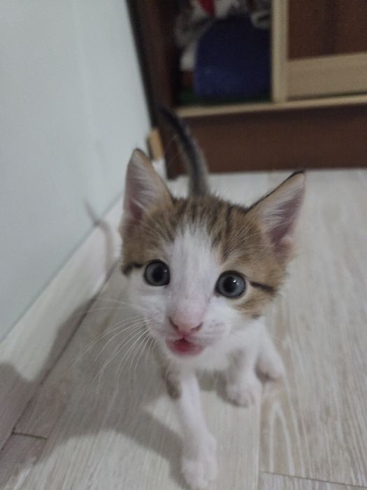 отдаем котят в добрые руки