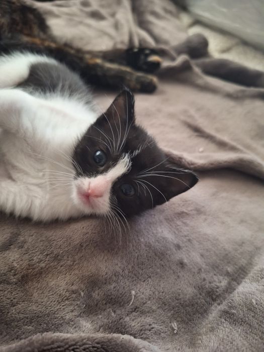 ПОДАРЯВАМ котенца