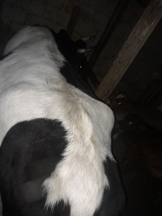 Коровы стельные молочные