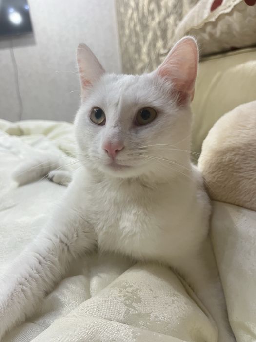 Отдам кота в хорошие руки