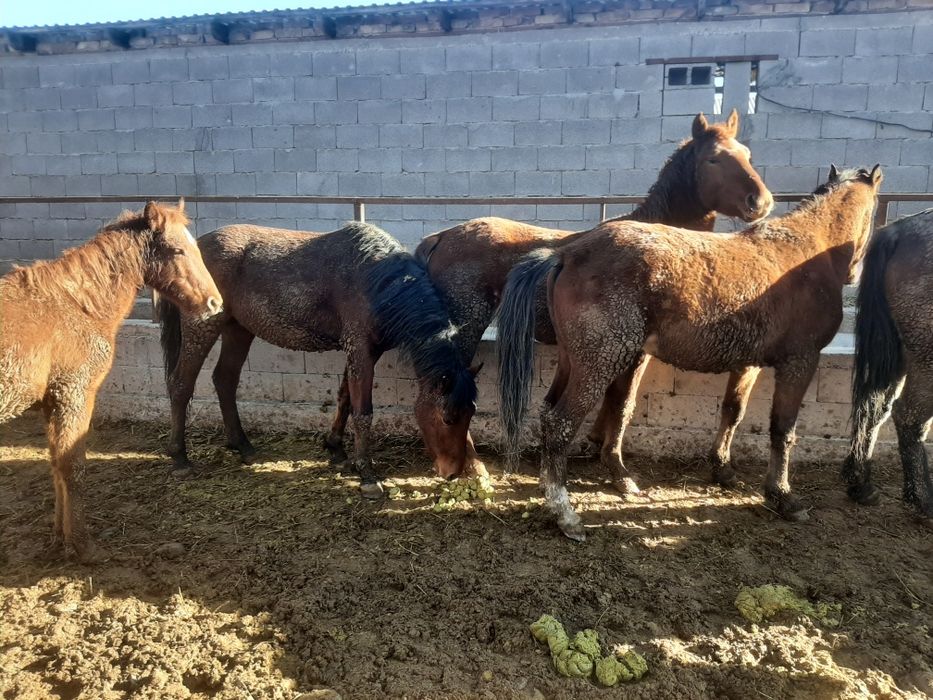 Жылқы, лошадь,айғыр