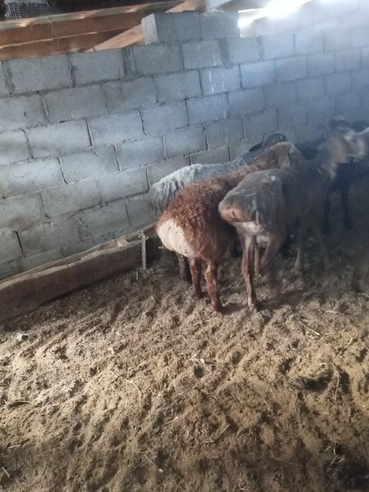 Тохты бараны и кочкары