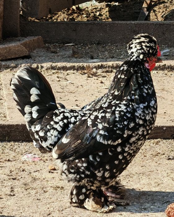 Ouă de incubație găini motate talie mare