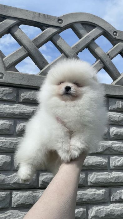 Pomeranian miniboo pedigree
