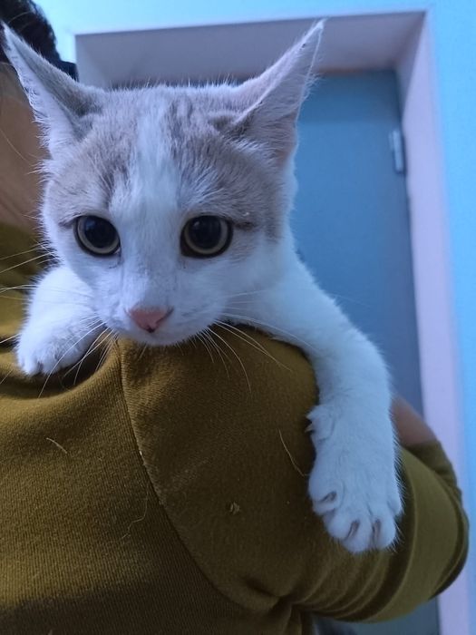 Отдам в добрые руки