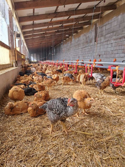 Vand pui rasa mixta 5 saptamani, vaccinuri la zi . 19 lei.