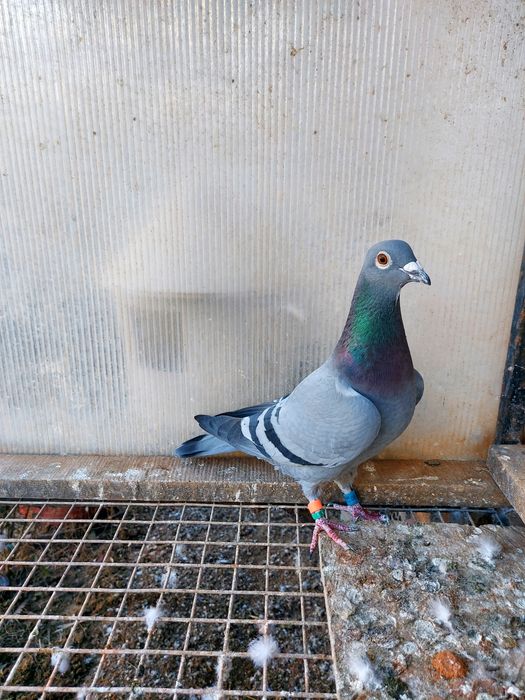 Disponibili pentru cei interesați