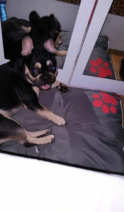 Френски булдог  (мъжки)