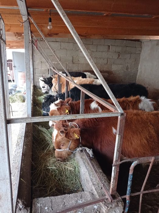 6 бас бука сатылады срочно