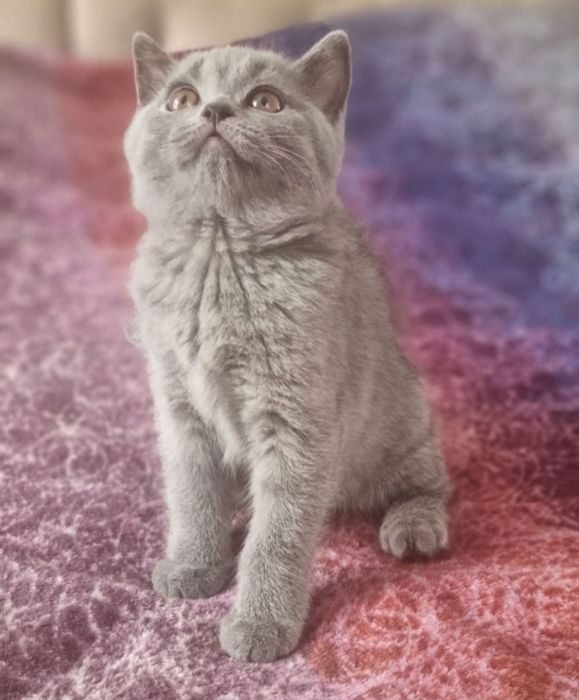 British shorthair 2 luni
