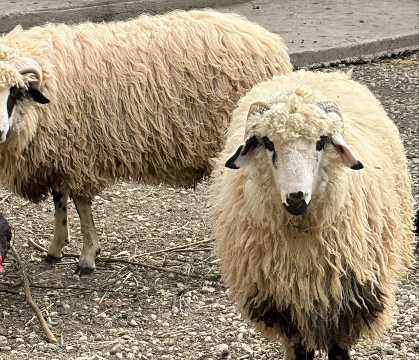 Miei de vânzare