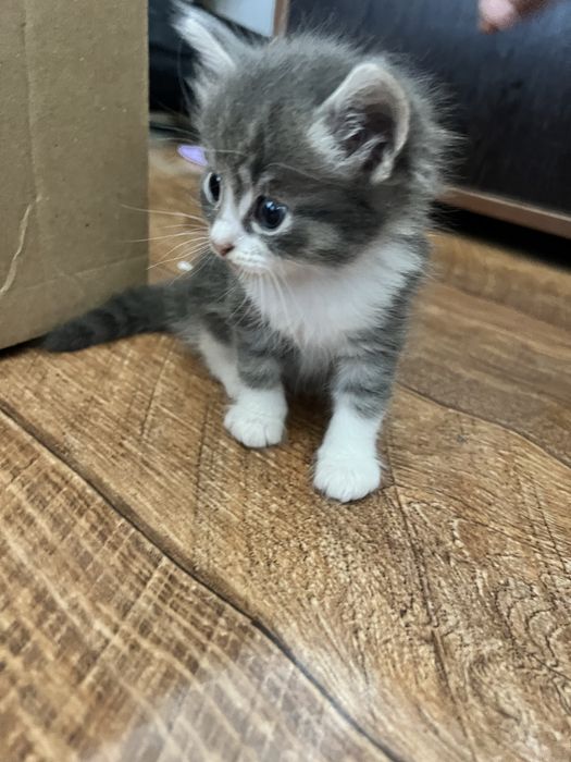 Котенок бесплатно