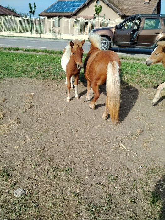 Vând ponei blând și sanatos