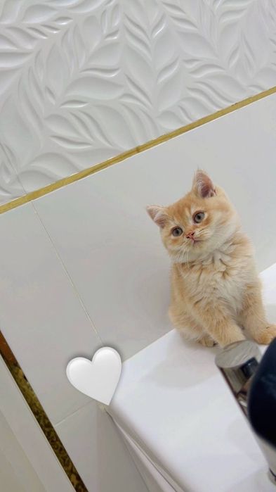 Сотилади шиншила