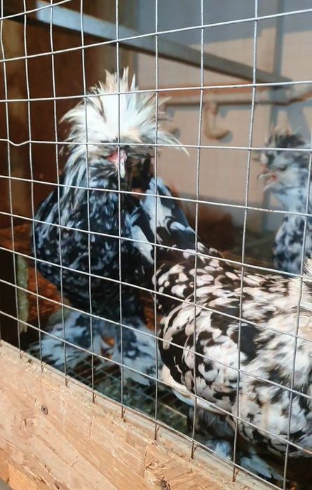 Султанка тауықтары