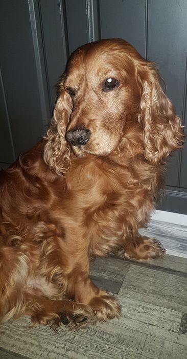 Ищем девочку чистокровную