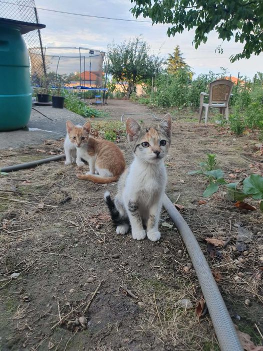 Подарявам котенца