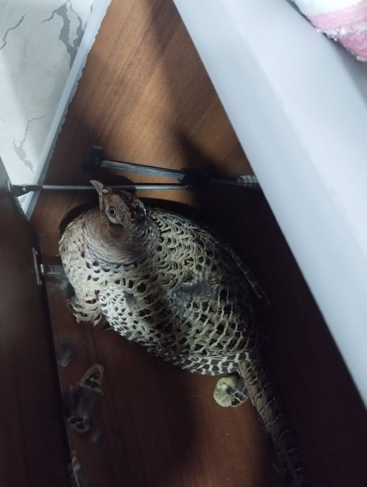 Продам фазанов-дичь