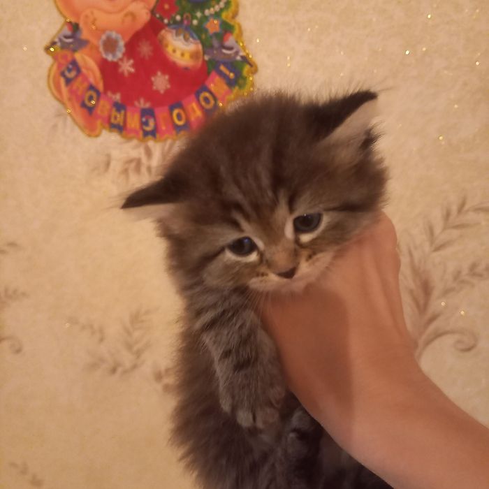 Британский котёнок мальчик 1 мес