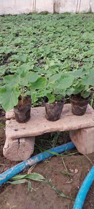 Pavloniya nixolllari sotiladi Juda arzon narxlarda