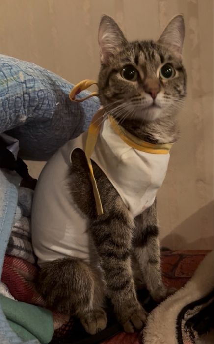 Кошка молодая стерилизованная