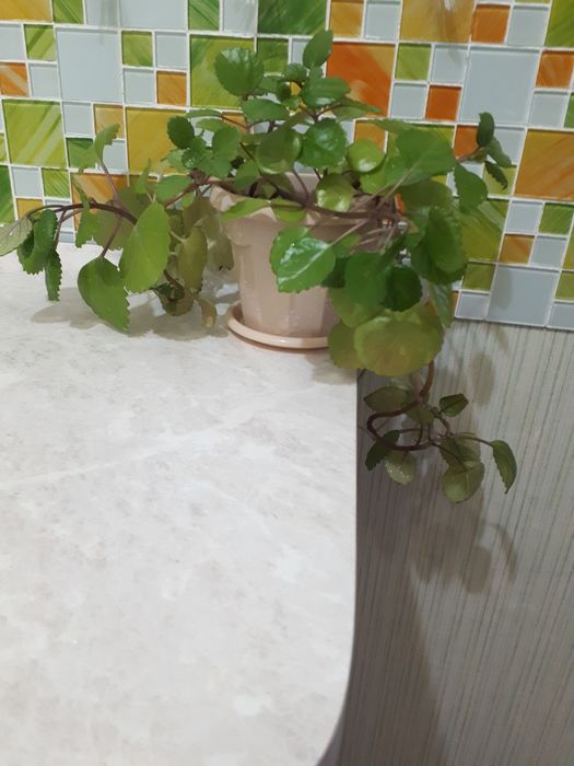 Комнатные цветы плектрантус