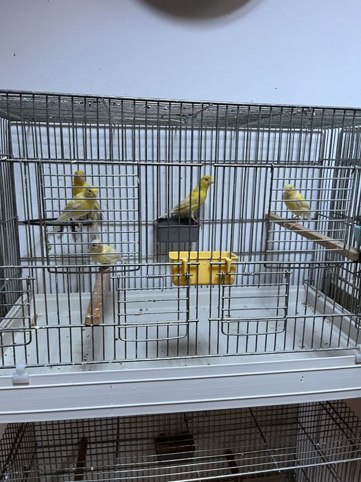 Canari Razza Spaniol