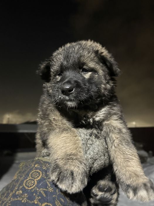 Продам щенят Тобет