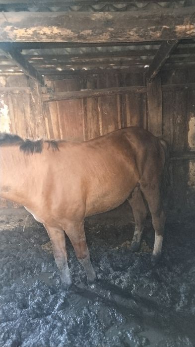 Продам с откорма лошадь