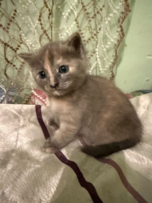 Продам котенка вислоухая