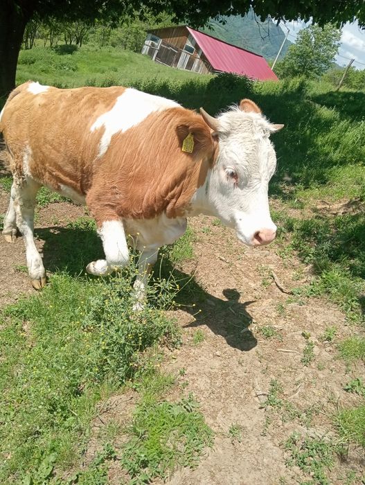 De vânzare jurincă gestanta
