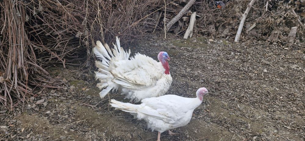 Куркалар сотилади