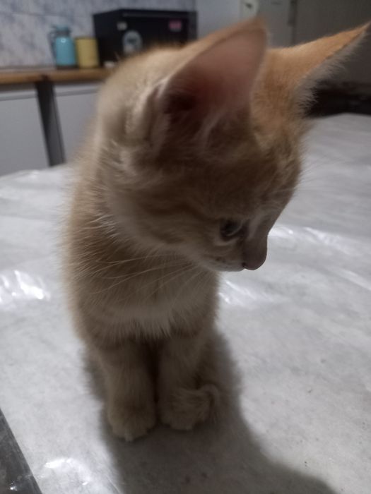 Mushuk bolalari 2 oyli