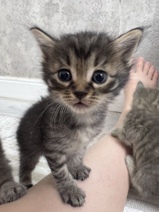 Продаются милые полосатые котята