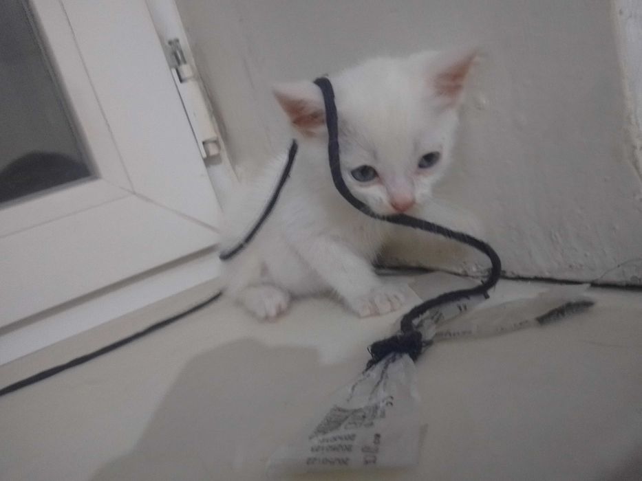 маленький белый котенок