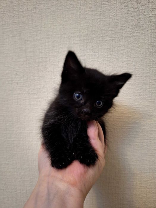 Котята бесплатно