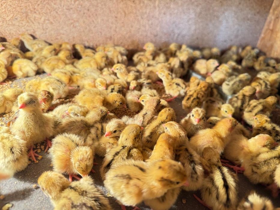 Вывод перепелов на заказ