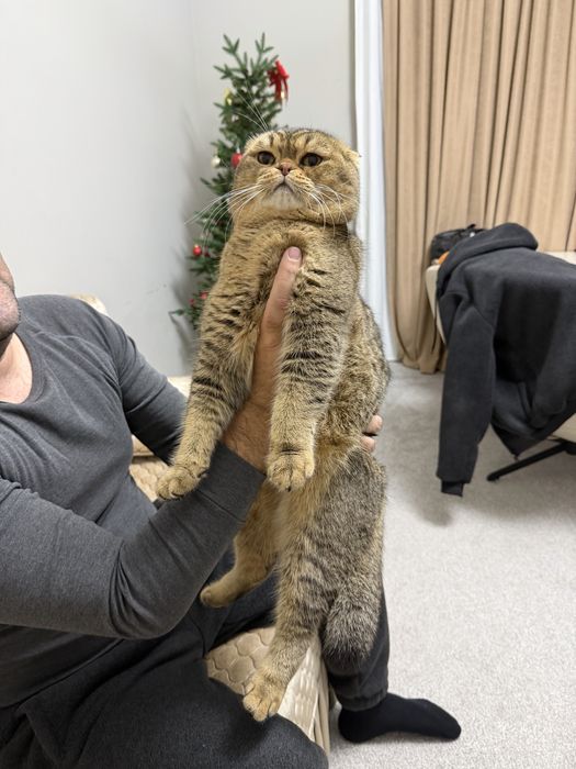 Вязка шотландская вислоухая (Scottish Fold).