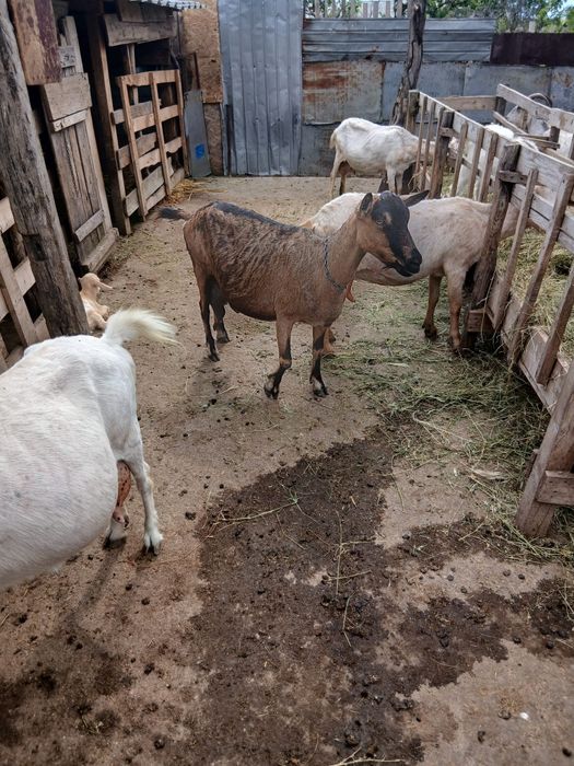 Vând 15 capre bune de lapte si tinere . Capre de rasă pret negociabil  se dau si la bucata