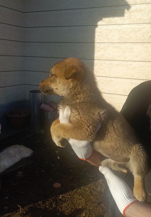 Срочно щенок ищет дом