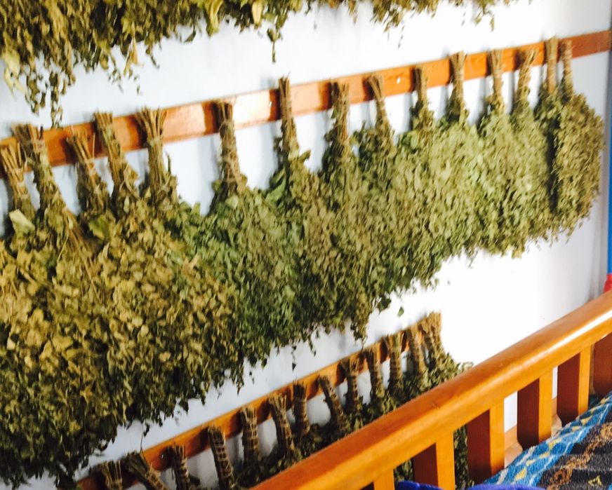 Для бани венники береза и солодка