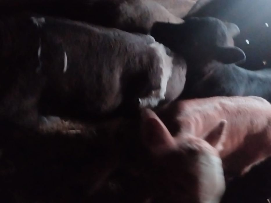 Продам телят разных возрастов