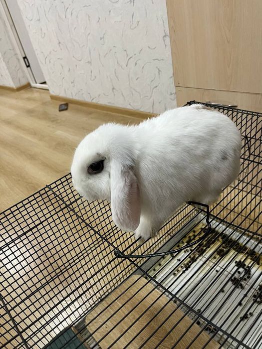 KARLIK QUYON 5 Oylik, Prifkalangan