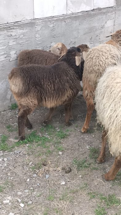 Бараны ягнята тохты