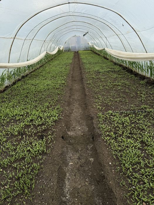 разсад от производител