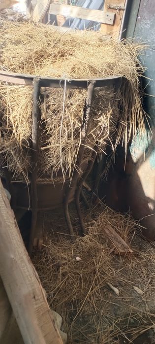 Астау для сены для скатов